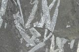 Fossil Graptolite Cluster (Didymograptus) - Great Britain #103480-1